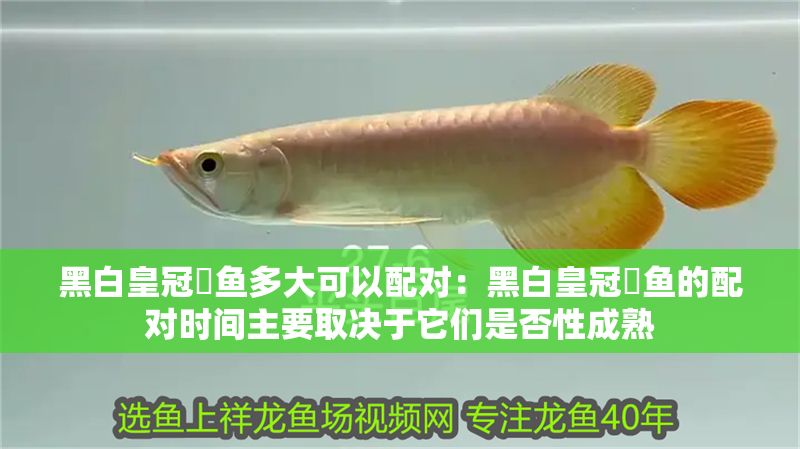 黑白皇冠魟魚多大可以配對：黑白皇冠魟魚的配對時(shí)間主要取決于它們是否性成熟