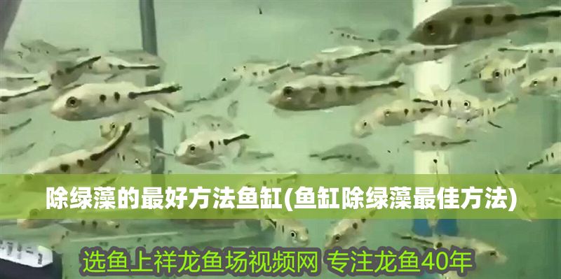 除綠藻的最好方法魚缸(魚缸除綠藻最佳方法)