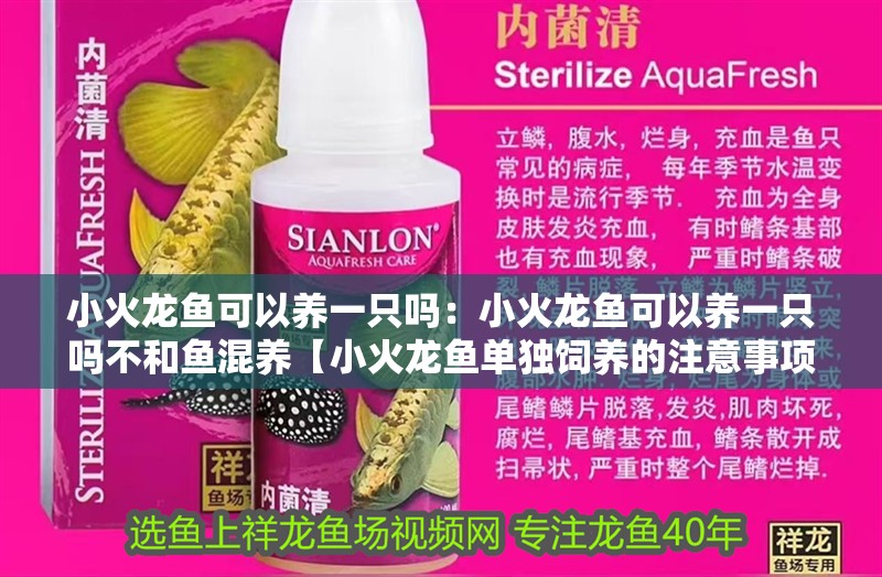 小火龍魚可以養(yǎng)一只嗎：小火龍魚可以養(yǎng)一只嗎不和魚混養(yǎng)【小火龍魚單獨飼養(yǎng)的注意事項】