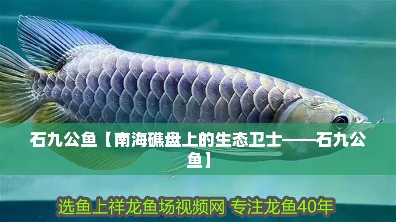 石九公魚【南海礁盤上的生態(tài)衛(wèi)士——石九公魚】