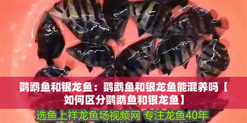 鸚鵡魚和銀龍魚：鸚鵡魚和銀龍魚能混養嗎【如何區分鸚鵡魚和銀龍魚】