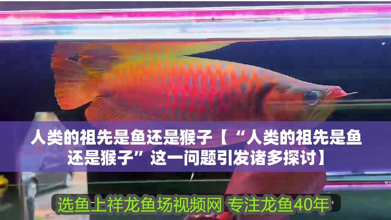 人類的祖先是魚還是猴子【“人類的祖先是魚還是猴子”這一問題引發諸多探討】