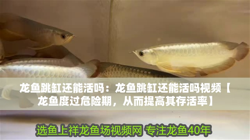 龍魚跳缸還能活嗎：龍魚跳缸還能活嗎視頻【龍魚度過危險期，從而提高其存活率】