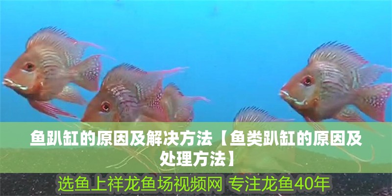 魚趴缸的原因及解決方法【魚類趴缸的原因及處理方法】