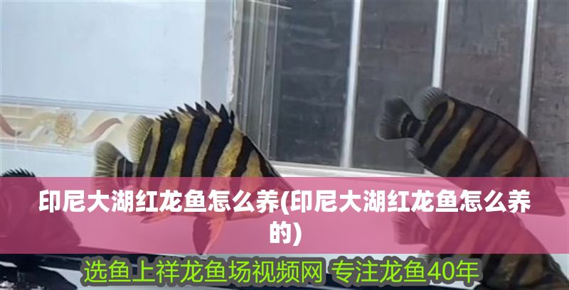 印尼大湖紅龍魚怎么養(印尼大湖紅龍魚怎么養的)