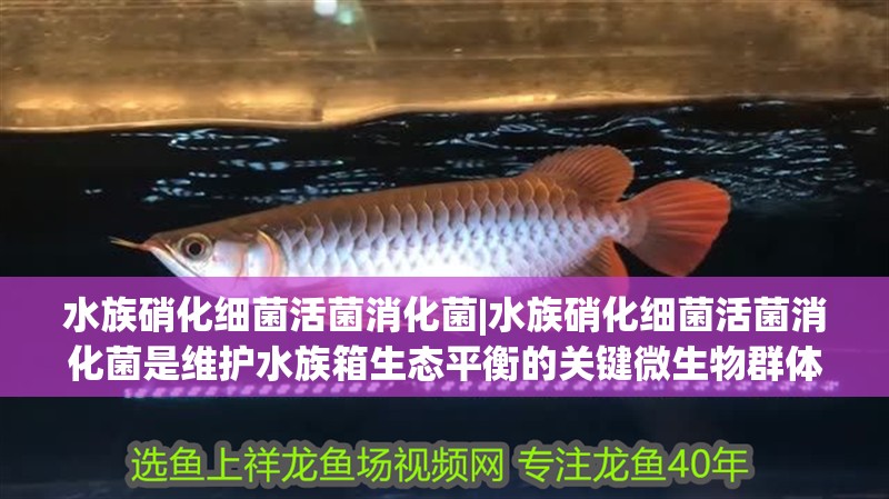 水族硝化細菌活菌消化菌|水族硝化細菌活菌消化菌是維護水族箱生態平衡的關鍵微生物群體