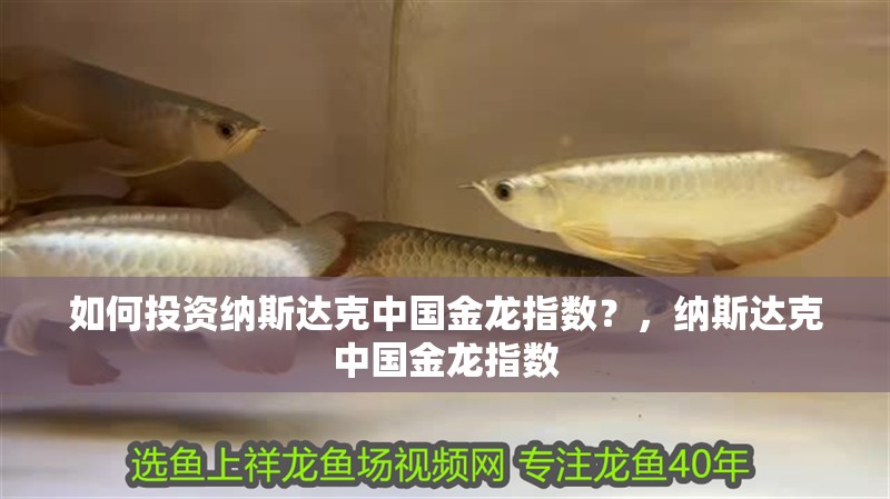 龍魚干蝦有營養嗎 如何投資納斯達克中國金龍指數?,納斯達克中國金龍指數 龍魚論壇 如何投資納斯達克中國金龍指數?,納斯達克中國金龍指數 如何投資納斯達克中國金龍指數?,納斯達克中國金龍指數 龍魚論壇