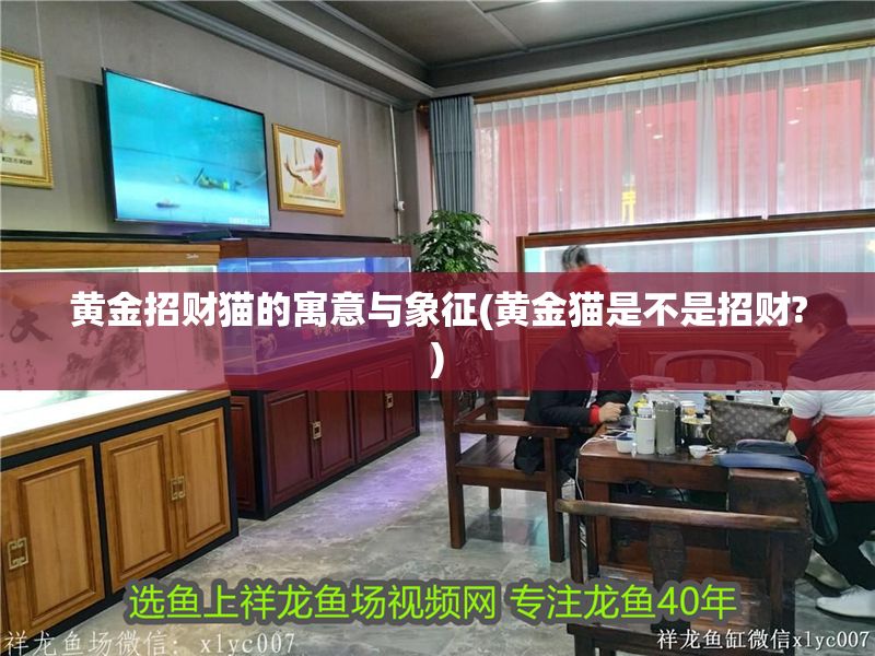 黃金招財貓的寓意與象征(黃金貓是不是招財?) 黃金招財貓的寓意與象征(黃金貓是不是招財?) 黃金貓魚百科 第1張