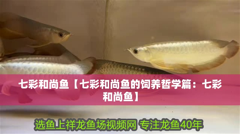 七彩和尚魚【七彩和尚魚的飼養哲學篇：七彩和尚魚】