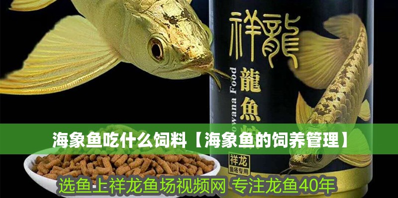 海象魚吃什么飼料【海象魚的飼養(yǎng)管理】