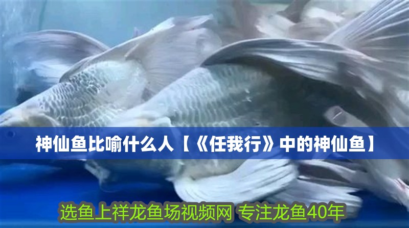 神仙魚比喻什么人【《任我行》中的神仙魚】