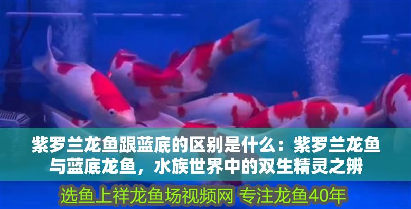 紫羅蘭龍魚跟藍底的區別是什么：紫羅蘭龍魚與藍底龍魚，水族世界中的雙生精靈之辨
