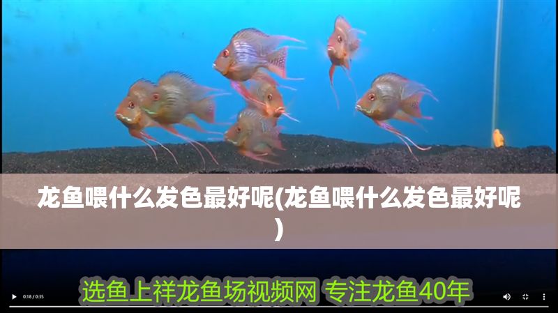 龍魚喂什么發(fā)色最好呢(龍魚喂什么發(fā)色最好呢)