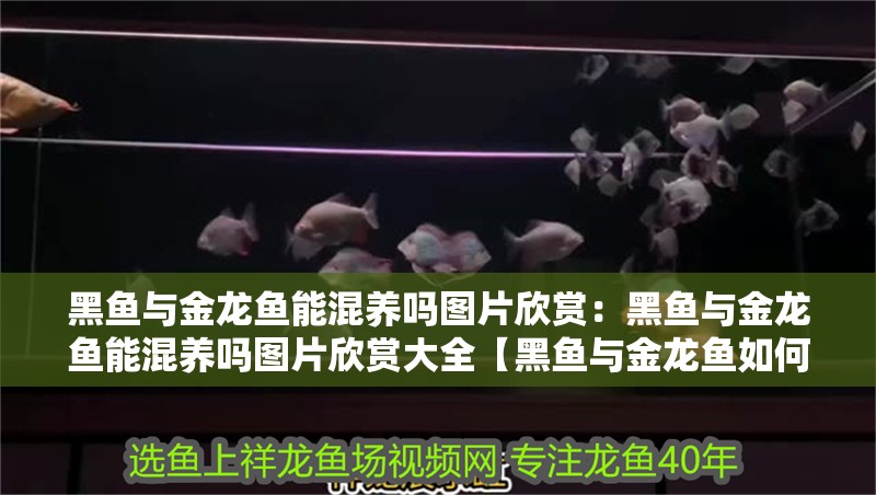 黑魚(yú)與金龍魚(yú)能混養(yǎng)嗎圖片欣賞：黑魚(yú)與金龍魚(yú)能混養(yǎng)嗎圖片欣賞大全【黑魚(yú)與金龍魚(yú)如何混養(yǎng)】