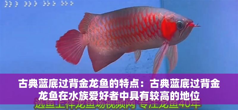 古典藍底過背金龍魚的特點：古典藍底過背金龍魚在水族愛好者中具有較高的地位