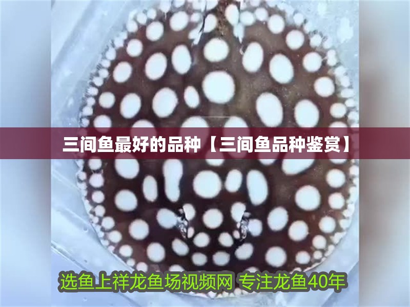 三間魚最好的品種【三間魚品種鑒賞】 三間魚最好的品種【三間魚品種鑒賞】 龍魚論壇