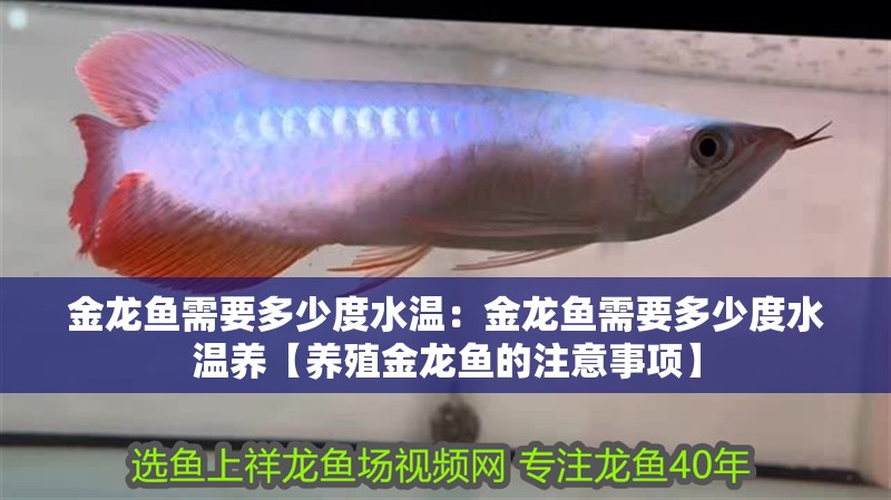 金龍魚需要多少度水溫：金龍魚需要多少度水溫養【養殖金龍魚的注意事項】 金龍魚需要多少度水溫：金龍魚需要多少度水溫養【養殖金龍魚的注意事項】 水族問答