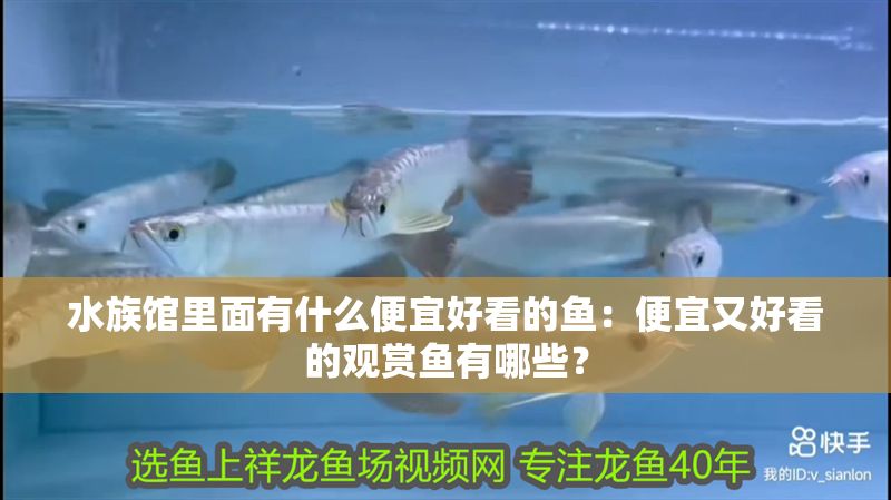 水族館里面有什么便宜好看的魚：便宜又好看的觀賞魚有哪些？