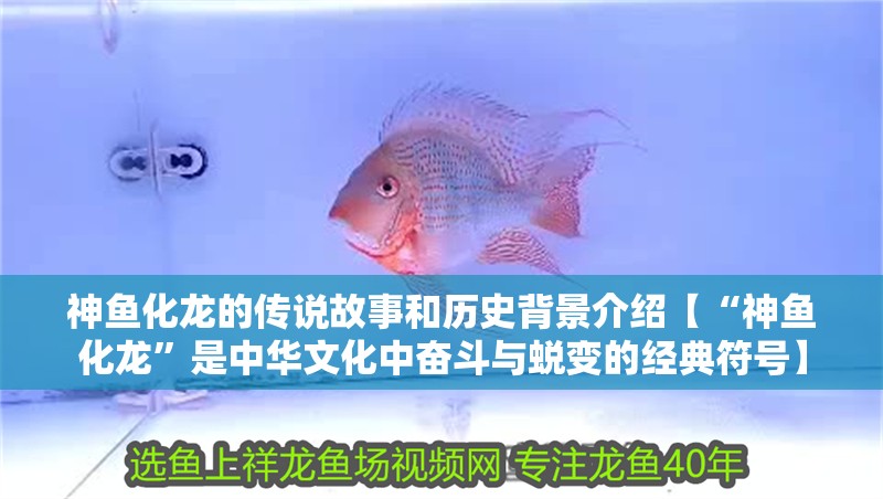 神魚化龍的傳說故事和歷史背景介紹【“神魚化龍”是中華文化中奮斗與蛻變的經典符號】