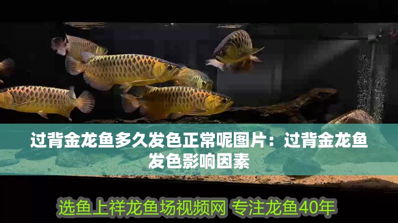 過背金龍魚多久發色正常呢圖片：過背金龍魚發色影響因素