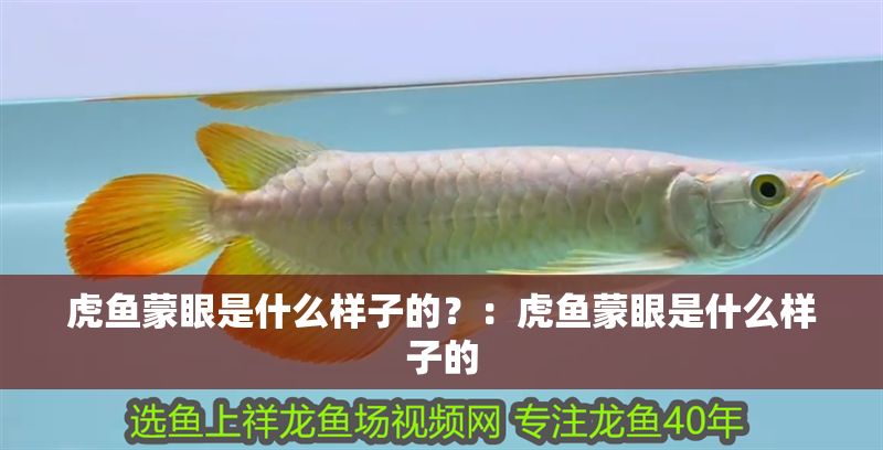 虎魚蒙眼是什么樣子的？：虎魚蒙眼是什么樣子的