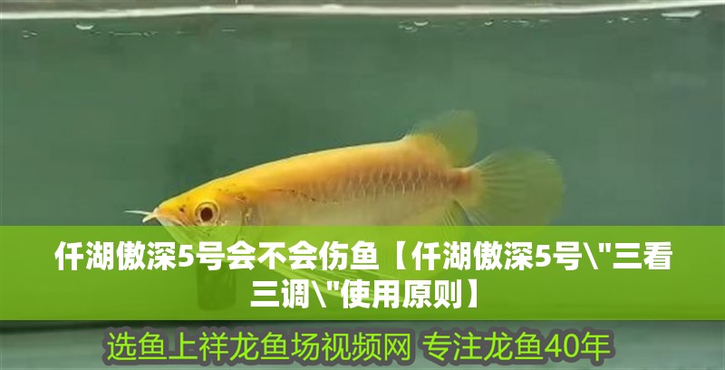 仟湖傲深5號會不會傷魚【仟湖傲深5號\
