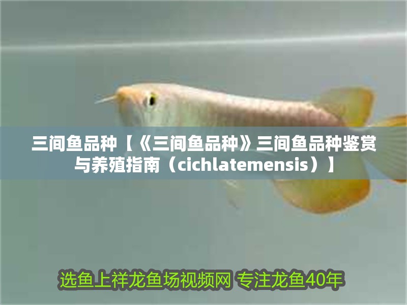 三間魚品種【《三間魚品種》三間魚品種鑒賞與養殖指南（cichlatemensis）】