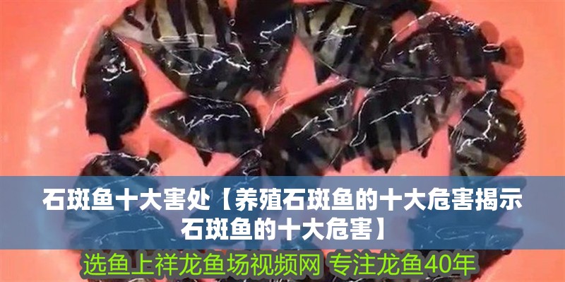 石斑魚十大害處【養(yǎng)殖石斑魚的十大危害揭示石斑魚的十大危害】