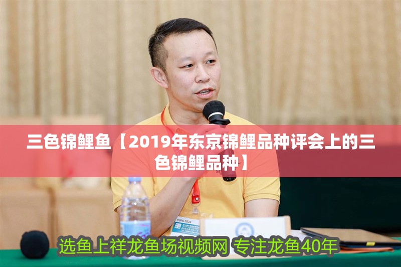 三色錦鯉魚【2019年東京錦鯉品種評會上的三色錦鯉品種】
