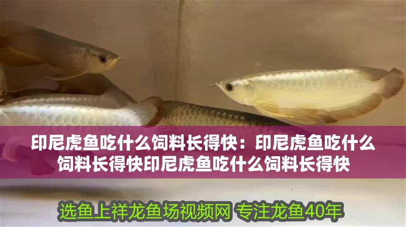 印尼虎魚吃什么飼料長(zhǎng)得快：印尼虎魚吃什么飼料長(zhǎng)得快印尼虎魚吃什么飼料長(zhǎng)得快