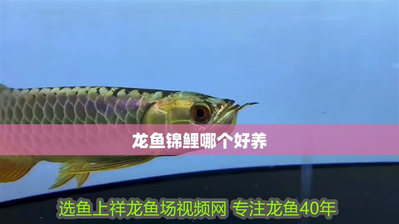 龍魚錦鯉哪個好養