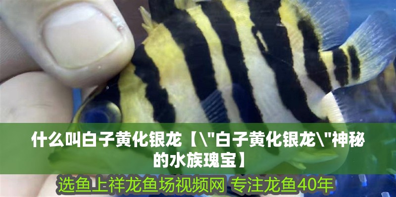 什么叫白子黃化銀龍【\