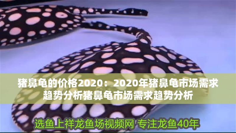 豬鼻龜的價格2020：2020年豬鼻龜市場需求趨勢分析豬鼻龜市場需求趨勢分析 豬鼻龜的價格2020：2020年豬鼻龜市場需求趨勢分析豬鼻龜市場需求趨勢分析 豬鼻龜百科 第1張