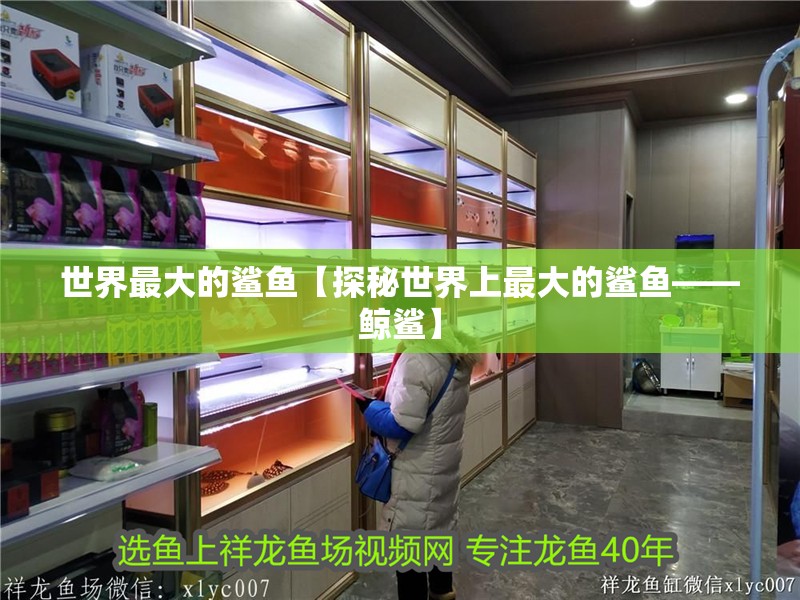 世界最大的鯊魚【探秘世界上最大的鯊魚——鯨鯊】