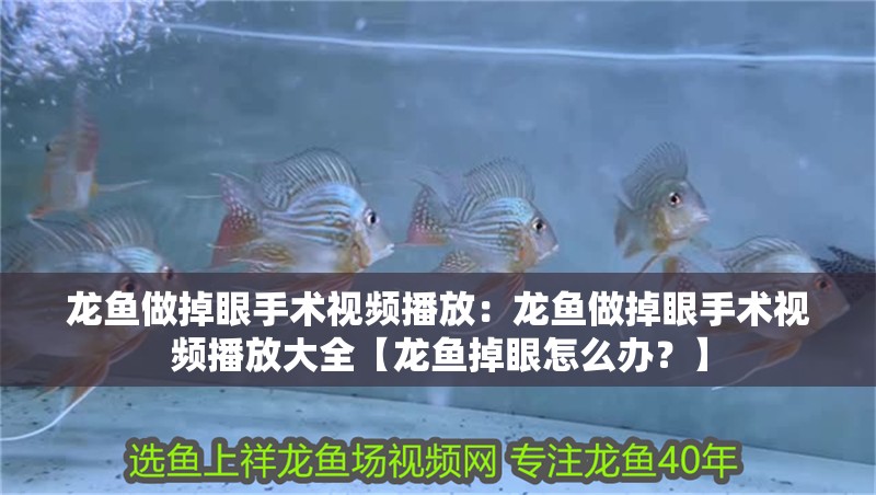 龍魚做掉眼手術視頻播放：龍魚做掉眼手術視頻播放大全【龍魚掉眼怎么辦？】