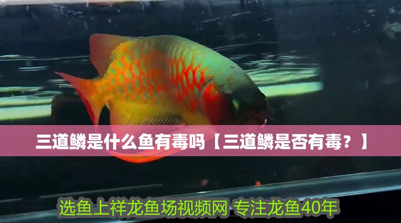 三道鱗是什么魚有毒嗎【三道鱗是否有毒？】 三道鱗是什么魚有毒嗎【三道鱗是否有毒？】 龍魚論壇