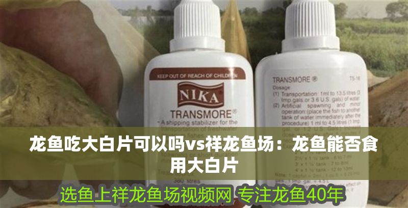 龍魚吃大白片可以嗎vs祥龍魚場：龍魚能否食用大白片 龍魚吃大白片可以嗎vs祥龍魚場：龍魚能否食用大白片 vs祥龍魚場 第1張