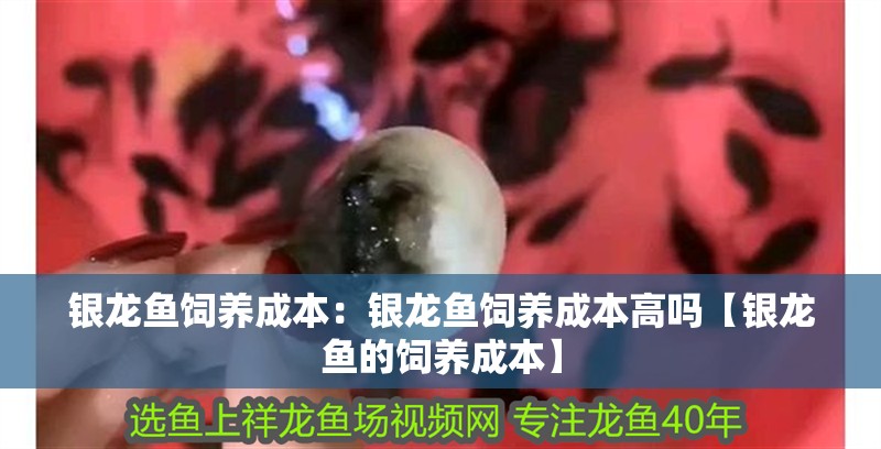 銀龍魚飼養成本：銀龍魚飼養成本高嗎【銀龍魚的飼養成本】 銀龍魚飼養成本：銀龍魚飼養成本高嗎【銀龍魚的飼養成本】 水族問答