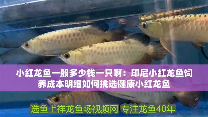 小紅龍魚一般多少錢一只啊：印尼小紅龍魚飼養(yǎng)成本明細如何挑選健康小紅龍魚
