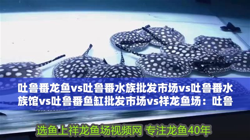 吐魯番龍魚vs吐魯番水族批發市場vs吐魯番水族館vs吐魯番魚缸批發市場vs祥龍魚場：吐魯番地區的龍魚交易市場