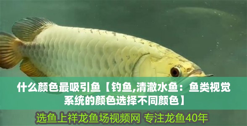 什么顏色最吸引魚【釣魚,清澈水魚：魚類視覺系統的顏色選擇不同顏色】