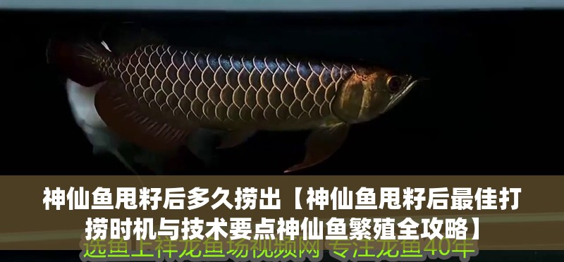 神仙魚甩籽后多久撈出【神仙魚甩籽后最佳打撈時機與技術要點神仙魚繁殖全攻略】