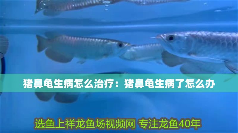 豬鼻龜生病怎么治療：豬鼻龜生病了怎么辦 豬鼻龜生病怎么治療：豬鼻龜生病了怎么辦 豬鼻龜百科 第1張