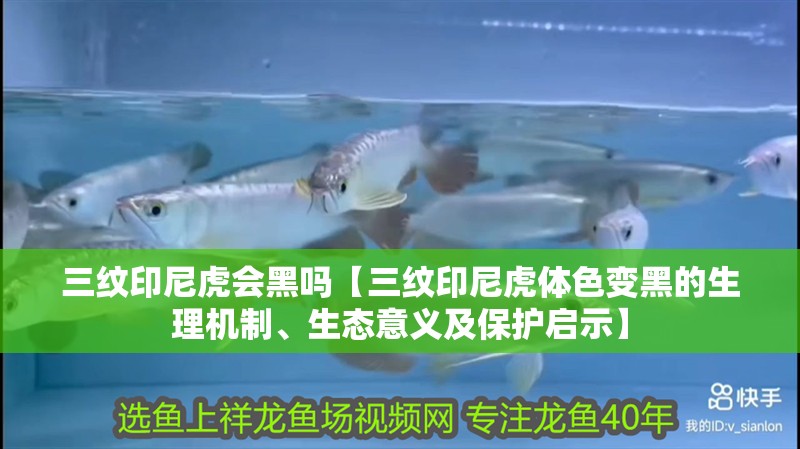 三紋印尼虎會(huì)黑嗎【三紋印尼虎體色變黑的生理機(jī)制、生態(tài)意義及保護(hù)啟示】