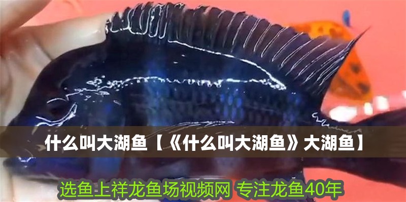 什么叫大湖魚【《什么叫大湖魚》大湖魚】 龍魚論壇 什么叫大湖魚【《什么叫大湖魚》大湖魚】 什么叫大湖魚【《什么叫大湖魚》大湖魚】 龍魚論壇