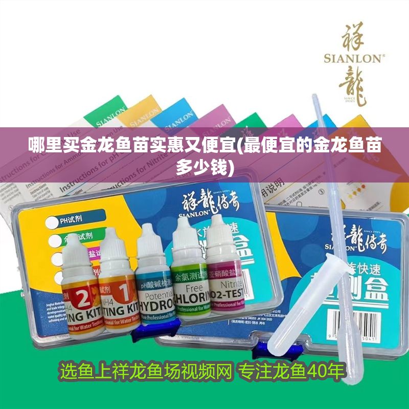 哪里買金龍魚苗實惠又便宜(最便宜的金龍魚苗多少錢)
