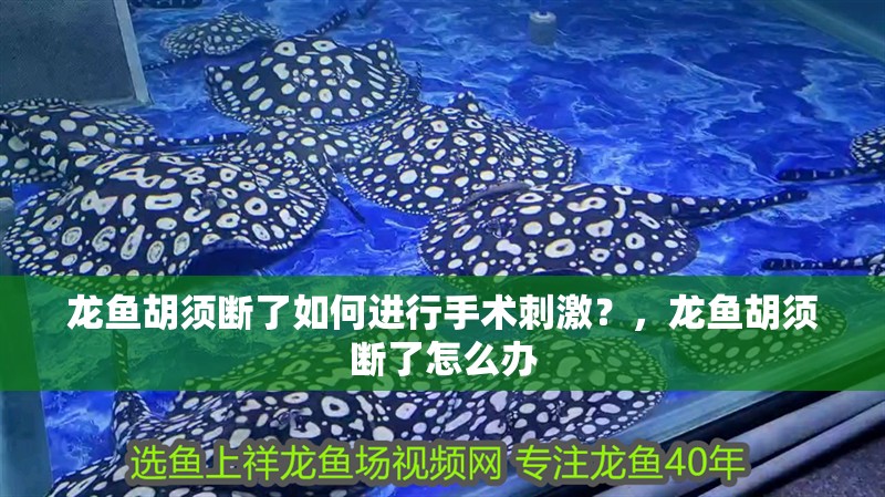 龍魚胡須斷了如何進行手術(shù)刺激？，龍魚胡須斷了怎么辦