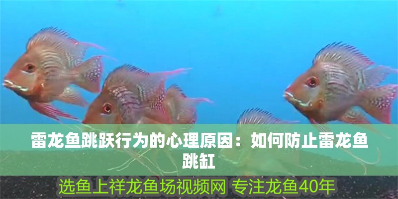 雷龍魚跳躍行為的心理原因：如何防止雷龍魚跳缸