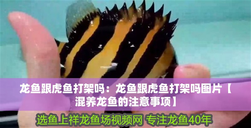 龍魚跟虎魚打架嗎:龍魚跟虎魚打架嗎圖片【混養龍魚的注意事項】 水族問答 龍魚跟虎魚打架嗎:龍魚跟虎魚打架嗎圖片【混養龍魚的注意事項】 龍魚跟虎魚打架嗎:龍魚跟虎魚打架嗎圖片【混養龍魚的注意事項】 水族問答
