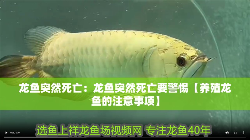 龍魚突然死亡：龍魚突然死亡要警惕【養殖龍魚的注意事項】